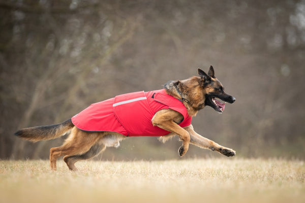 GERMAN SHEPHERD SOFTSHELL DOG COAT / MADE TO ORDER