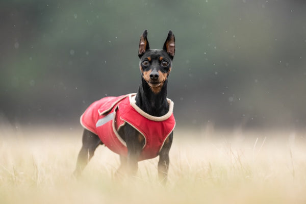 MINIATURE PINSCHER EXTRA WARM WINTER COAT - READY-MADE