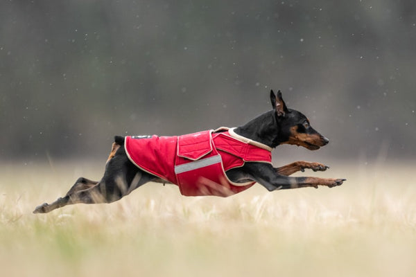 MINIATURE PINSCHER EXTRA WARM WINTER COAT - READY-MADE