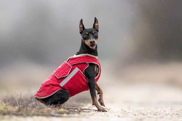 MINIATURE PINSCHER EXTRA WARM WINTER COAT - READY-MADE