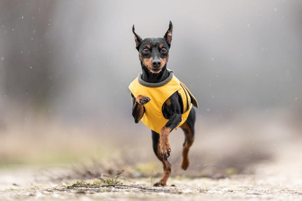 MINIATURE PINSCHER RAINCOAT / MADE TO ORDER