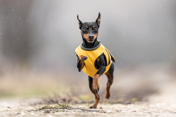 MINIATURE PINSCHER WINTER COAT - READY-MADE