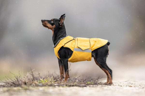 MINIATURE PINSCHER RAINCOAT / MADE TO ORDER