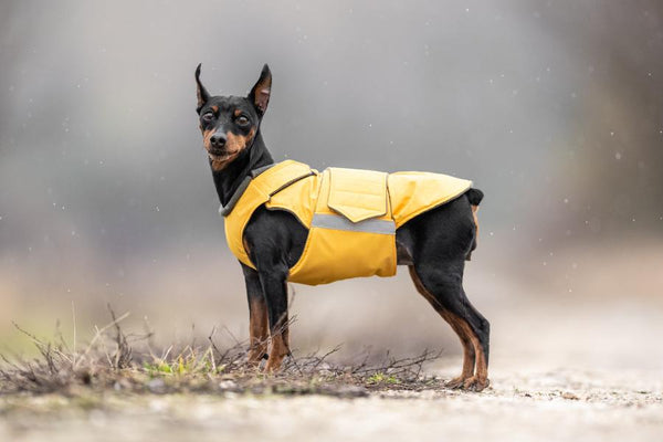 MINIATURE PINSCHER RAINCOAT / MADE TO ORDER