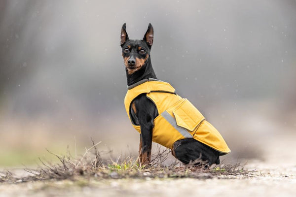 MINIATURE PINSCHER RAINCOAT / MADE TO ORDER