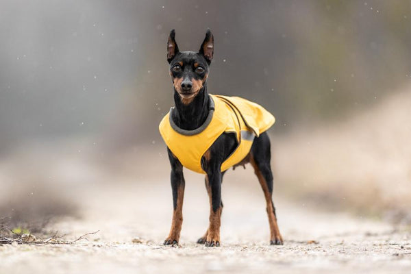 MINIATURE PINSCHER RAINCOAT / MADE TO ORDER
