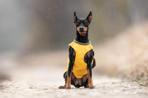 MINIATURE PINSCHER RAINCOAT / MADE TO ORDER