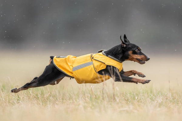 MINIATURE PINSCHER RAINCOAT / MADE TO ORDER