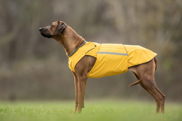 RHODESIAN RIDGEBACK WINTER COAT - READY-MADE