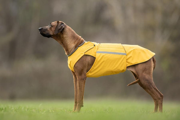 RHODESIAN RIDGEBACK WINTER DOG COAT / MADE TO ORDER