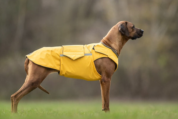 RHODESIAN RIDGEBACK WINTER COAT - READY-MADE