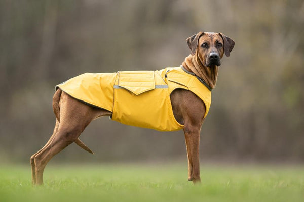 RHODESIAN RIDGEBACK WINTER DOG COAT / MADE TO ORDER