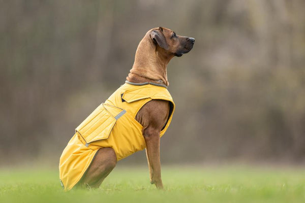 RHODESIAN RIDGEBACK WINTER DOG COAT / MADE TO ORDER
