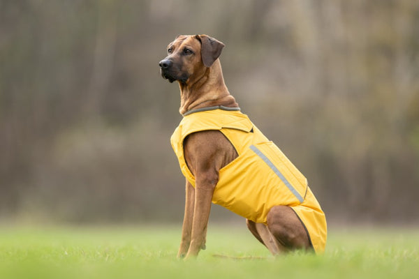 RHODESIAN RIDGEBACK WINTER COAT - READY-MADE