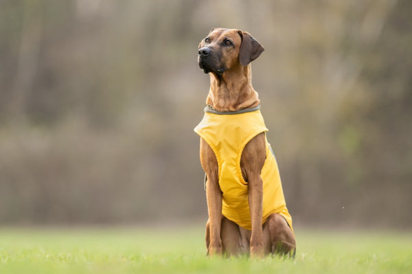 RHODESIAN RIDGEBACK WINTER COAT - READY-MADE