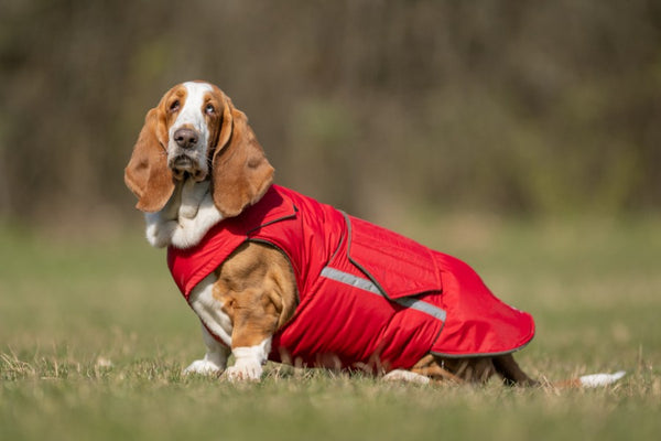 BASSET HOUND EXTRA WARM WINTER COAT - READY-MADE