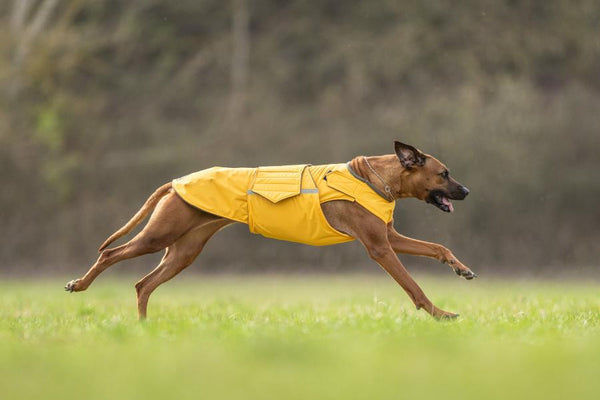 RHODESIAN RIDGEBACK WINTER DOG COAT / MADE TO ORDER