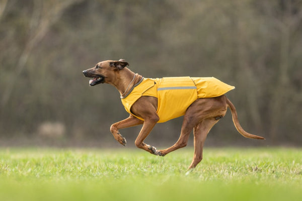 RHODESIAN RIDGEBACK WINTER COAT - READY-MADE