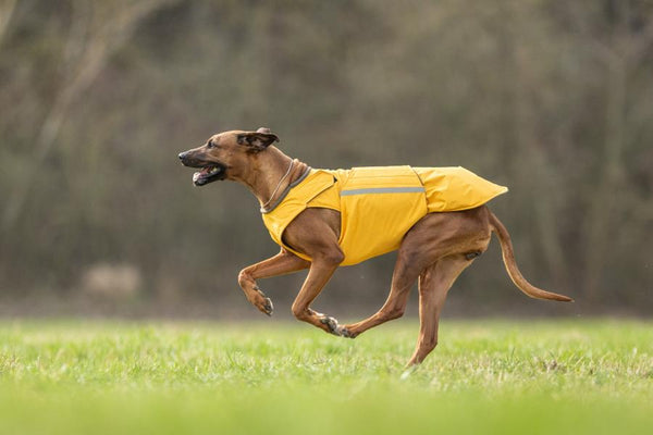 RHODESIAN RIDGEBACK WINTER DOG COAT / MADE TO ORDER