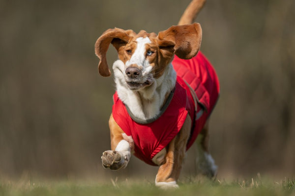 BASSET HOUND EXTRA WARM WINTER COAT - READY-MADE