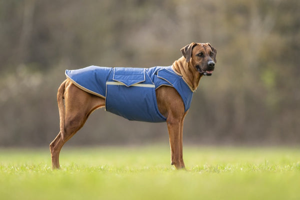 RHODESIAN RIDGEBACK EXTRA WARM WINTER COAT - READY-MADE