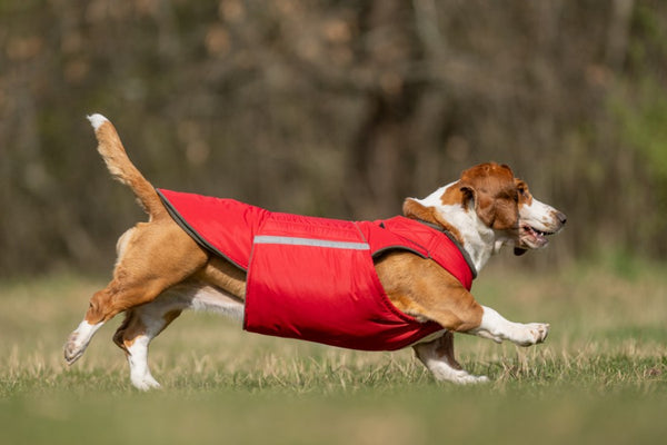 BASSET HOUND EXTRA WARM WINTER COAT - READY-MADE