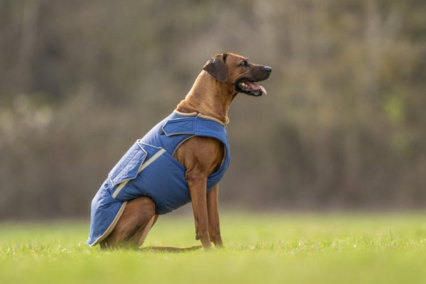 RHODESIAN RIDGEBACK EXTRA WARM WINTER COAT - READY-MADE