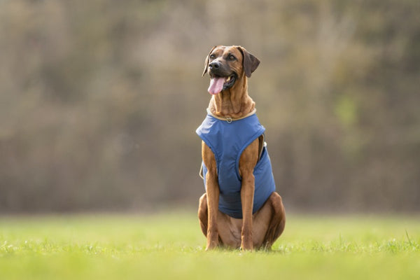 RHODESIAN RIDGEBACK EXTRA WARM WINTER COAT - READY-MADE