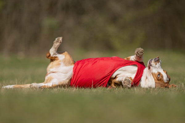 BASSET HOUND EXTRA WARM WINTER COAT - READY-MADE