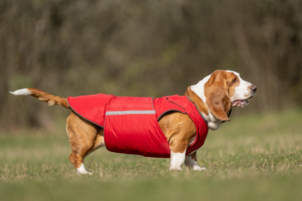BASSET HOUND EXTRA WARM WINTER COAT - READY-MADE