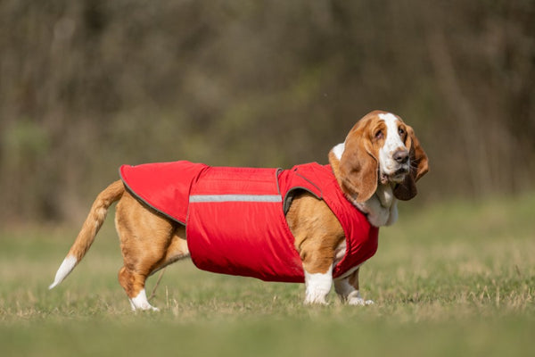 BASSET HOUND EXTRA WARM WINTER COAT - READY-MADE