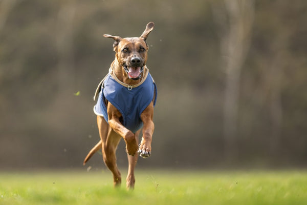 RHODESIAN RIDGEBACK EXTRA WARM WINTER COAT - READY-MADE