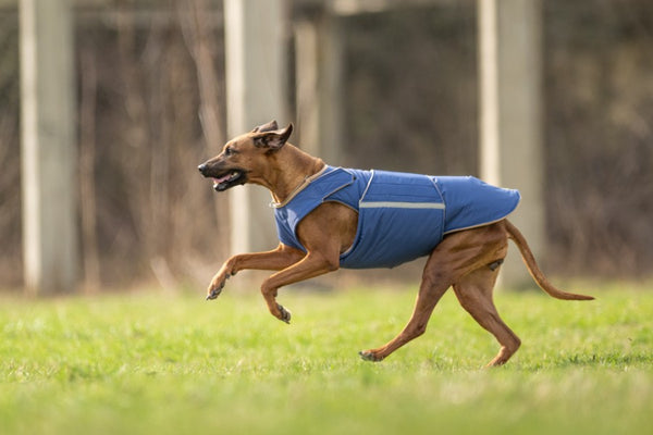RHODESIAN RIDGEBACK EXTRA WARM WINTER COAT - READY-MADE