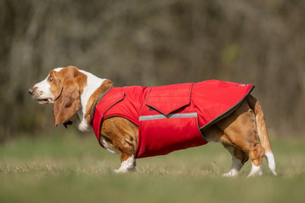 BASSET HOUND EXTRA WARM WINTER COAT - READY-MADE