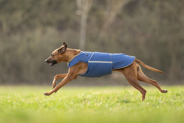 RHODESIAN RIDGEBACK EXTRA WARM WINTER COAT - READY-MADE