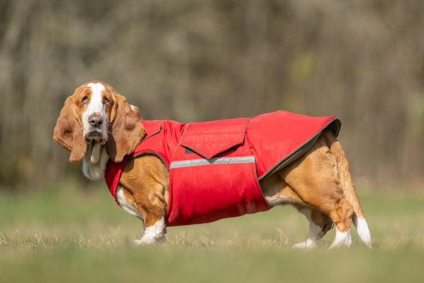 BASSET HOUND EXTRA WARM WINTER COAT - READY-MADE