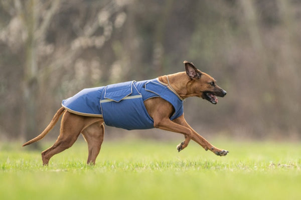RHODESIAN RIDGEBACK EXTRA WARM WINTER COAT - READY-MADE