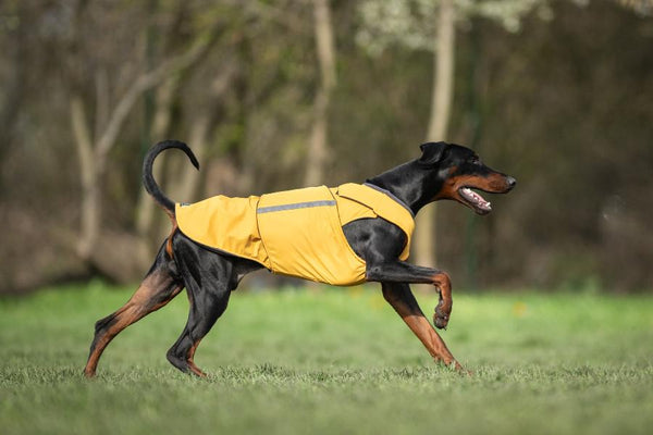 DOBERMAN PINSCHER WINTER DOG COAT / MADE TO ORDER