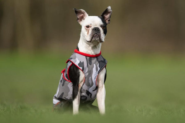 BOSTON TERRIER EXTRA WARM WINTER DOG COAT / MADE TO ORDER