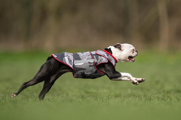 BOSTON TERRIER EXTRA WARM WINTER DOG COAT / MADE TO ORDER