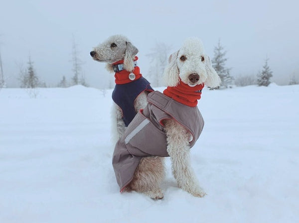 BEDLINGTON TERRIER DOG RAINCOAT / MADE TO ORDER