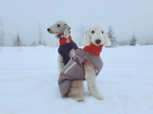 BEDLINGTON TERRIER WINTER DOG COAT / MADE TO ORDER