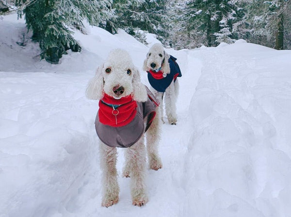 BEDLINGTON TERRIER DOG RAINCOAT / MADE TO ORDER