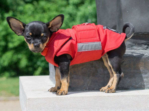 CHIHUAHUA RAINCOAT - READY-MADE