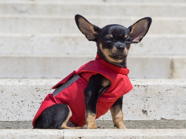 CHIHUAHUA RAINCOAT - READY-MADE