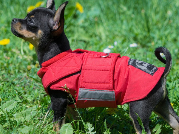 CHIHUAHUA RAINCOAT - READY-MADE