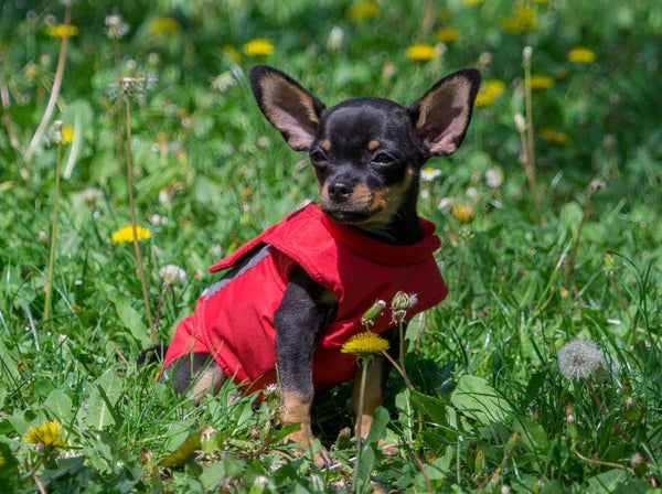 CHIHUAHUA RAINCOAT - READY-MADE