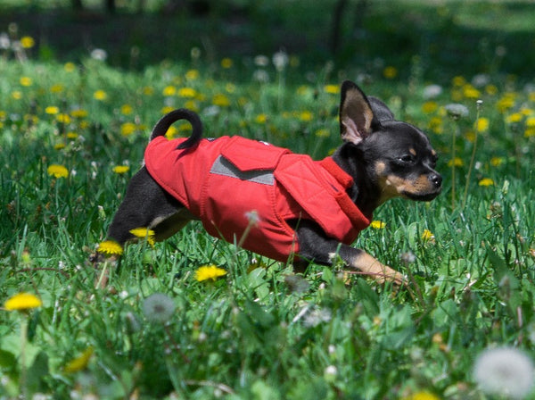 CHIHUAHUA RAINCOAT - READY-MADE