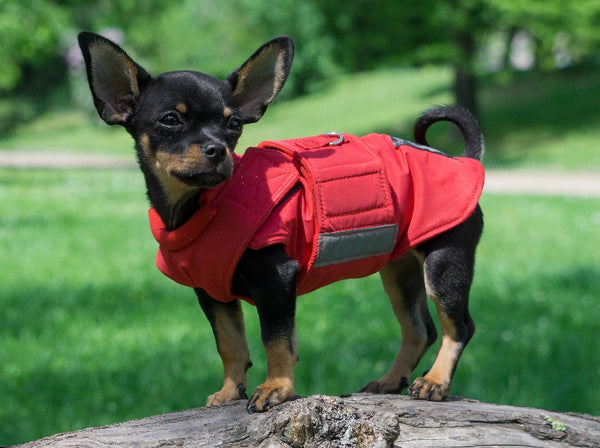 CHIHUAHUA RAINCOAT - READY-MADE