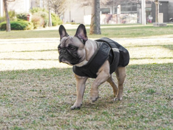 FRENCH BULLDOG WINTER COAT - READY-MADE